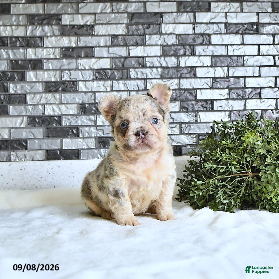 French Bulldog dogs Della - Ad 1