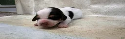 Mixed Breed dogs for sale: Wave - Ad 19