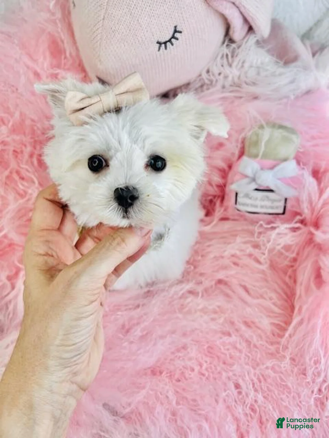 Maltese dogs for sale: Maltese Puppy 2 - Ad 2