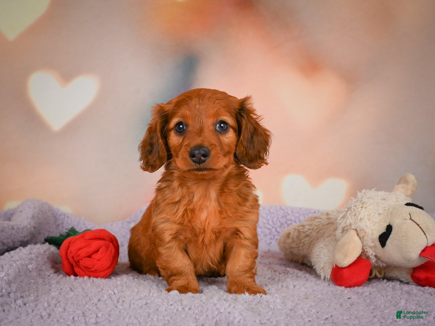 Dachshund dogs for sale: Jax - Ad 4
