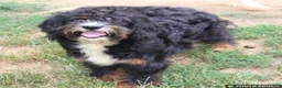 Bernedoodle dogs for sale: Bernedoodle 1 - Ad 4