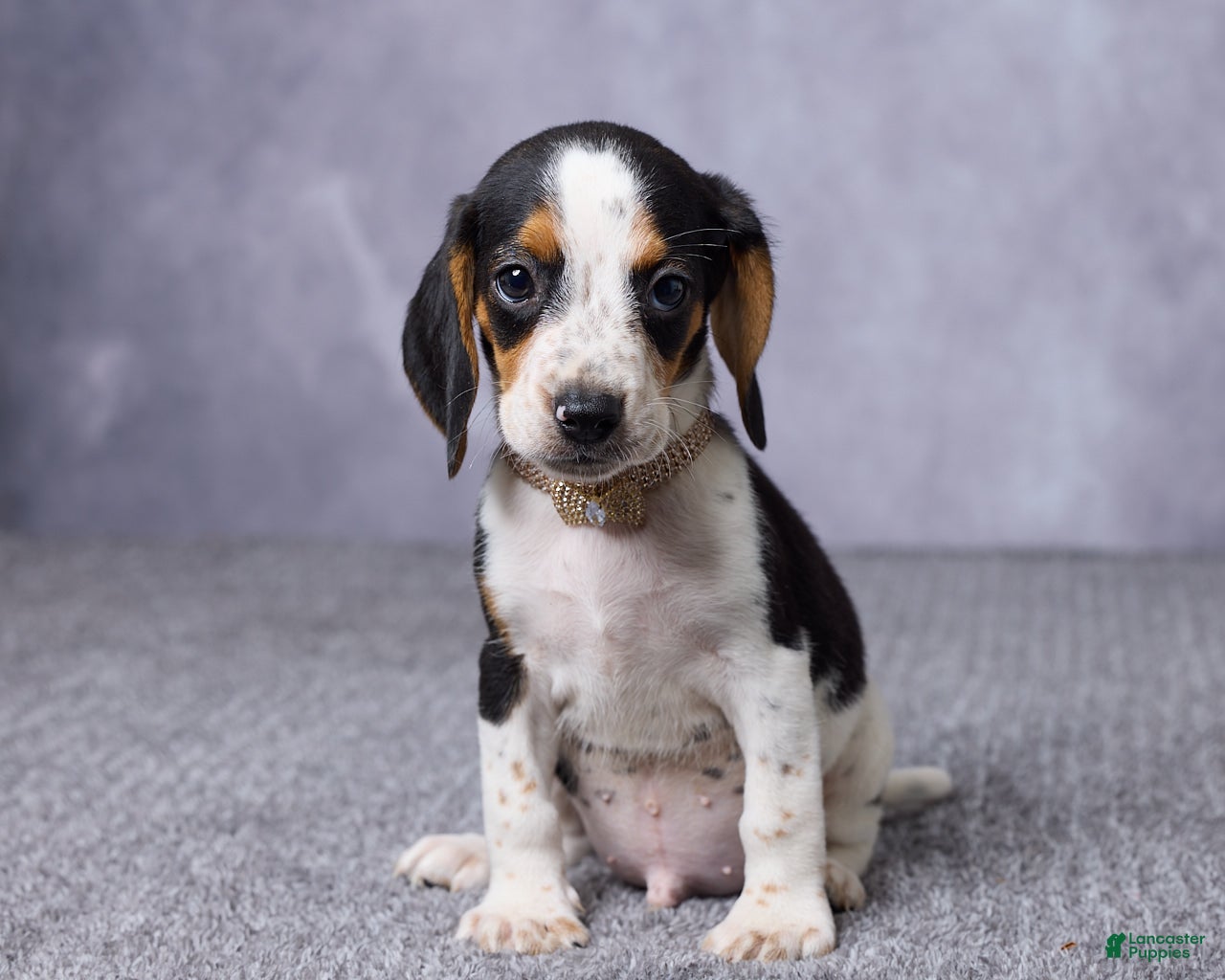 Beagle dogs Simon - Ad 1