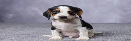Beagle dogs for sale: Simon - Ad 1