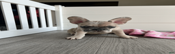 French Bulldog dogs for sale: DHALIA - Ad 11