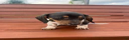 Miniature Dachshund dogs for sale: Violet - Ad 5