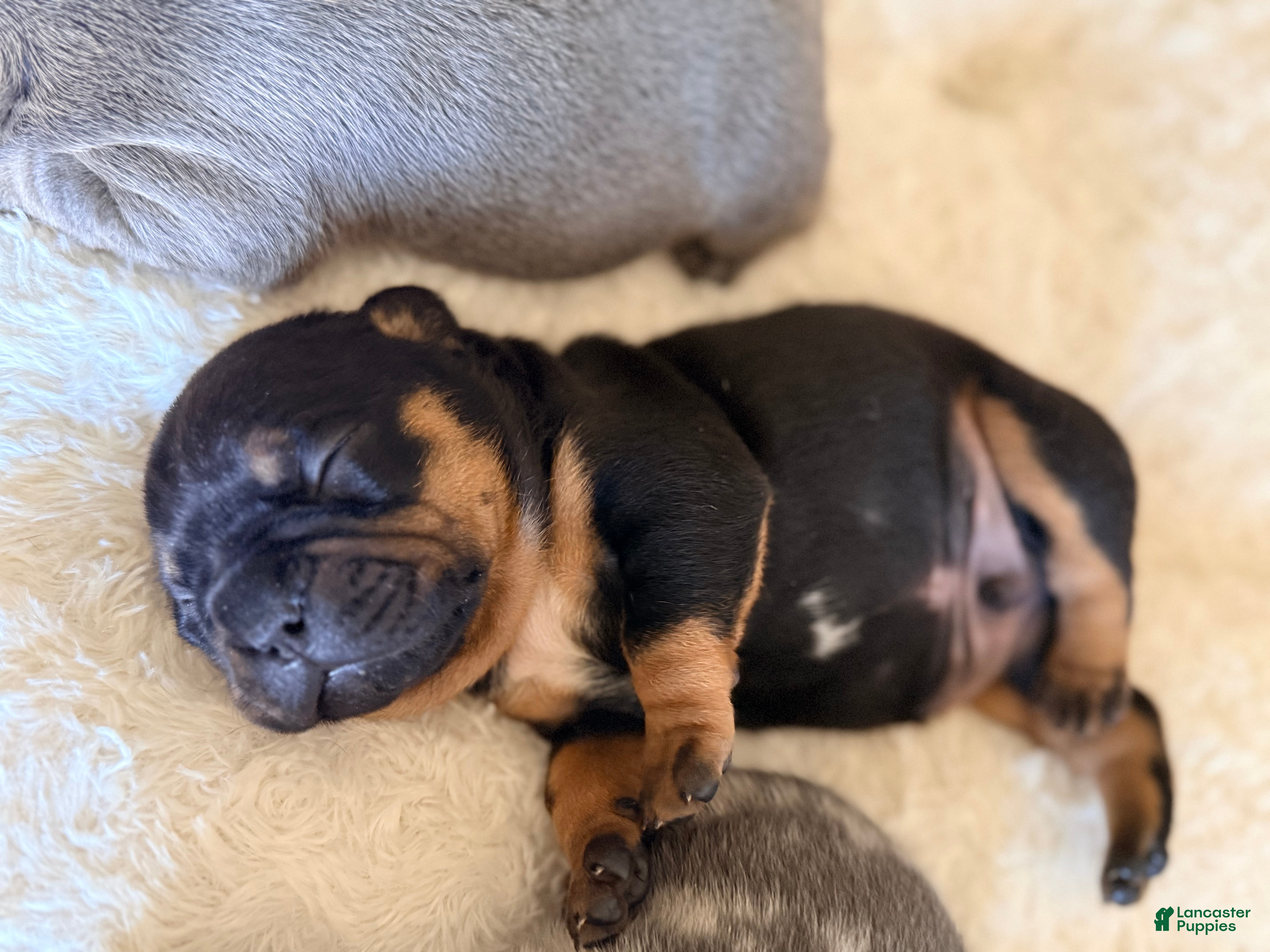 Frenchton dogs Frenchton Puppy 2 . (Teddy) - Ad 1