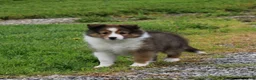 Shetland Sheepdog dogs for sale: Lark - Ad 6