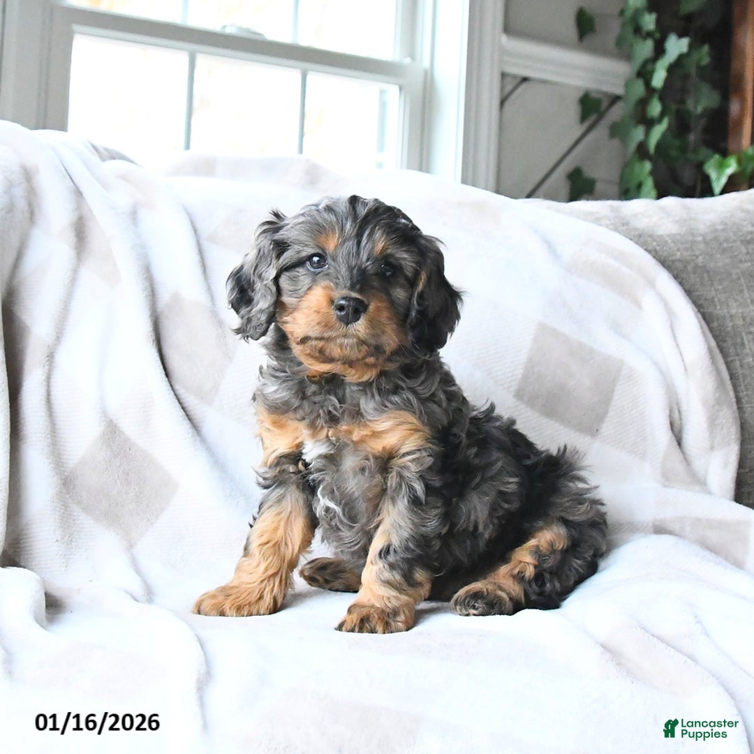Cavapoo dogs for sale: Cody - Ad 4