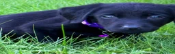 Labrador Retriever dogs for sale: Labrador Retriever 1 - Ad 2