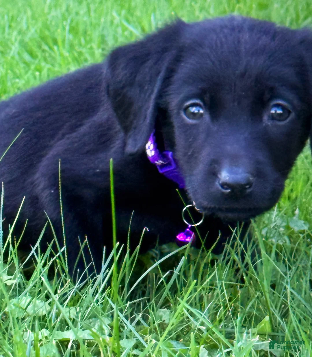 Labrador Retriever dogs for sale: Labrador Retriever 1 - Ad 2