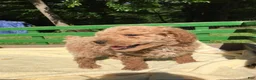 Miniature Poodle dogs for sale: Churro - Ad 7