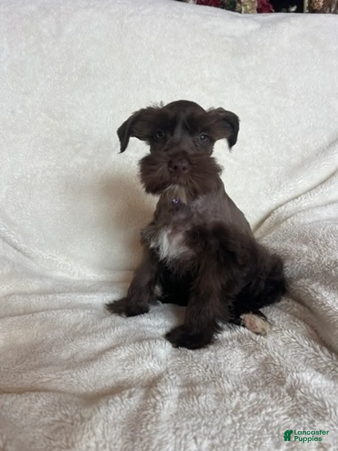 Schnauzer dogs for sale: Ellie - Ad 2