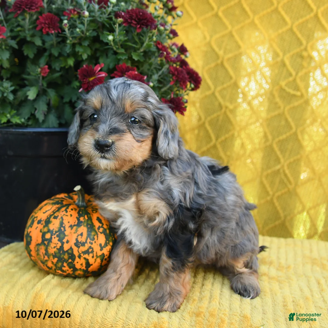 Mini Goldendoodle dogs for sale: Piper - Ad 2