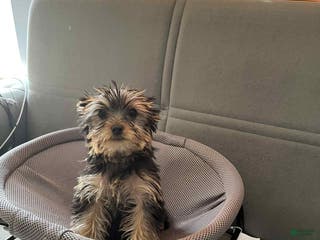 Yorkshire Terrier dogs Yorkshire Terrier Puppy 2 - Ad 17