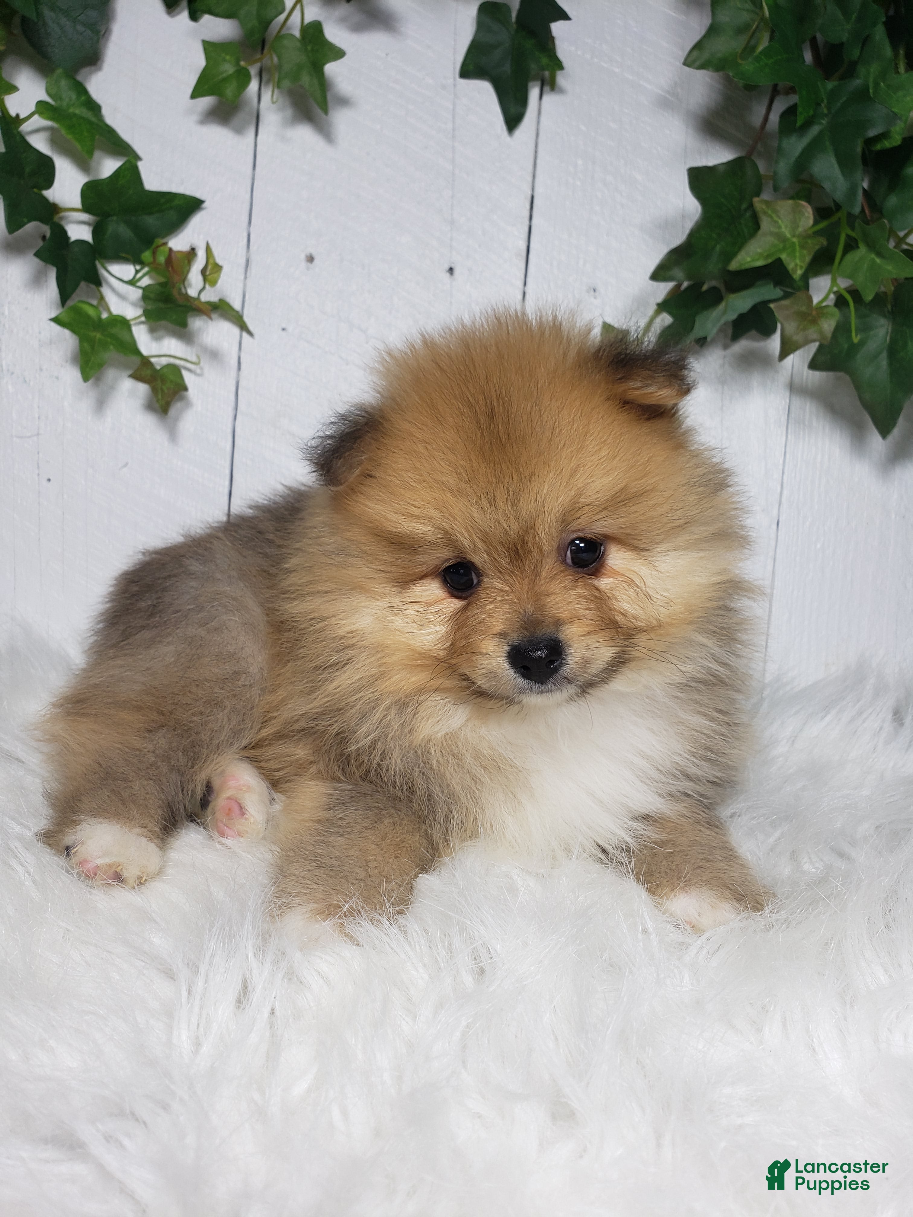 Pomeranian dogs Ollie  - Ad 2