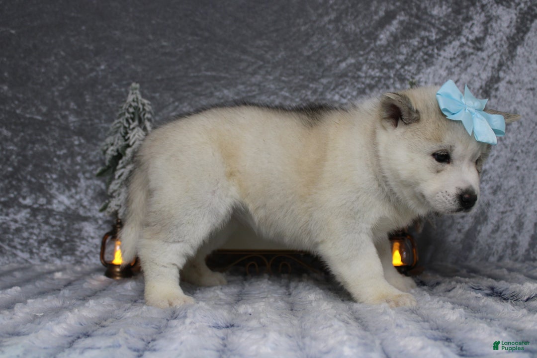 Pomsky dogs for sale: Aelin  - Ad 10