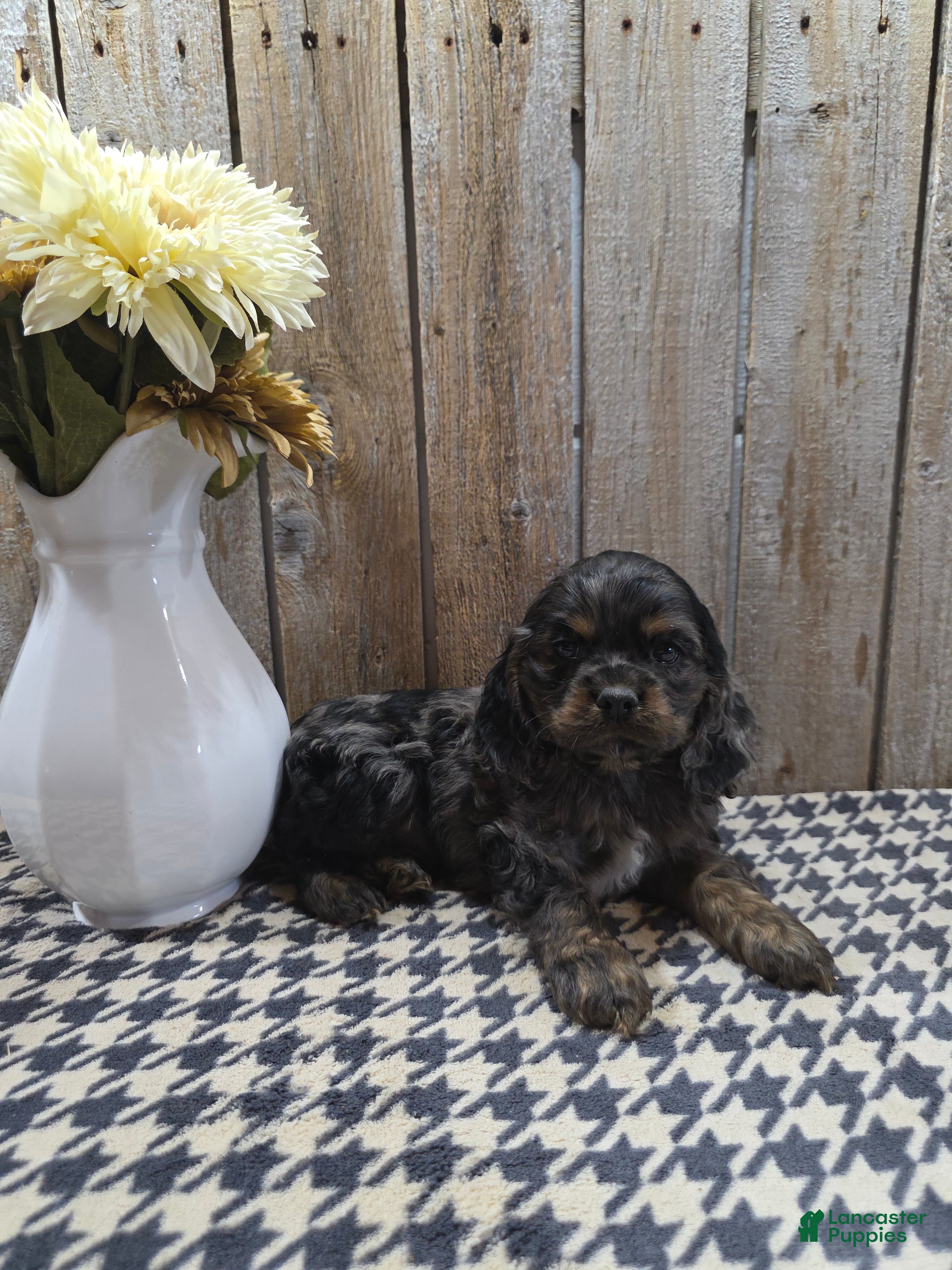 Cocker Spaniel dogs Mason - Ad 1