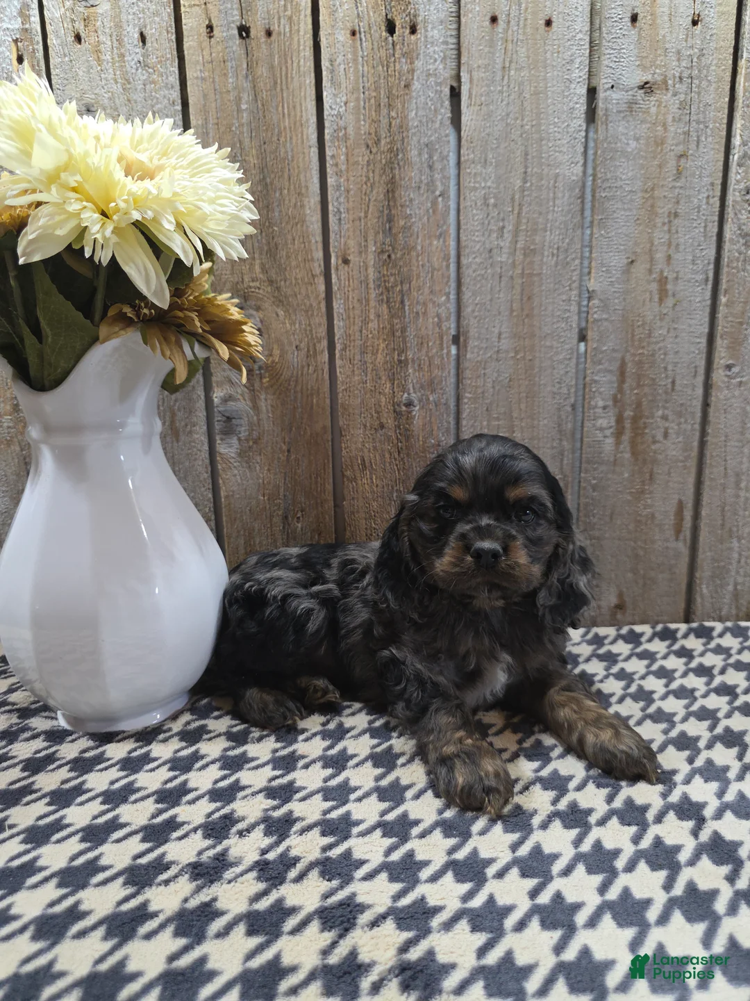 Cocker Spaniel dogs for sale: Mason - Ad 1
