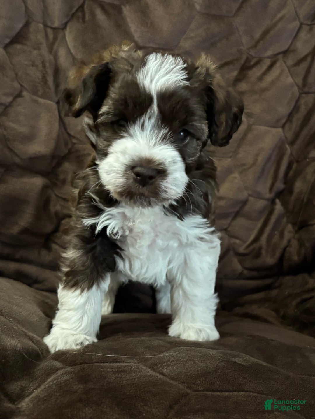Miniature Schnauzer dogs for sale: Miniature Schnauzer Puppy 3 - Ad 2