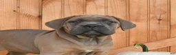 Cane Corso dogs for sale: Claire - Ad 3