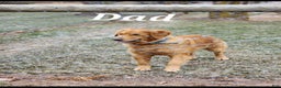 Golden Retriever dogs for sale: Ruby - Ad 8