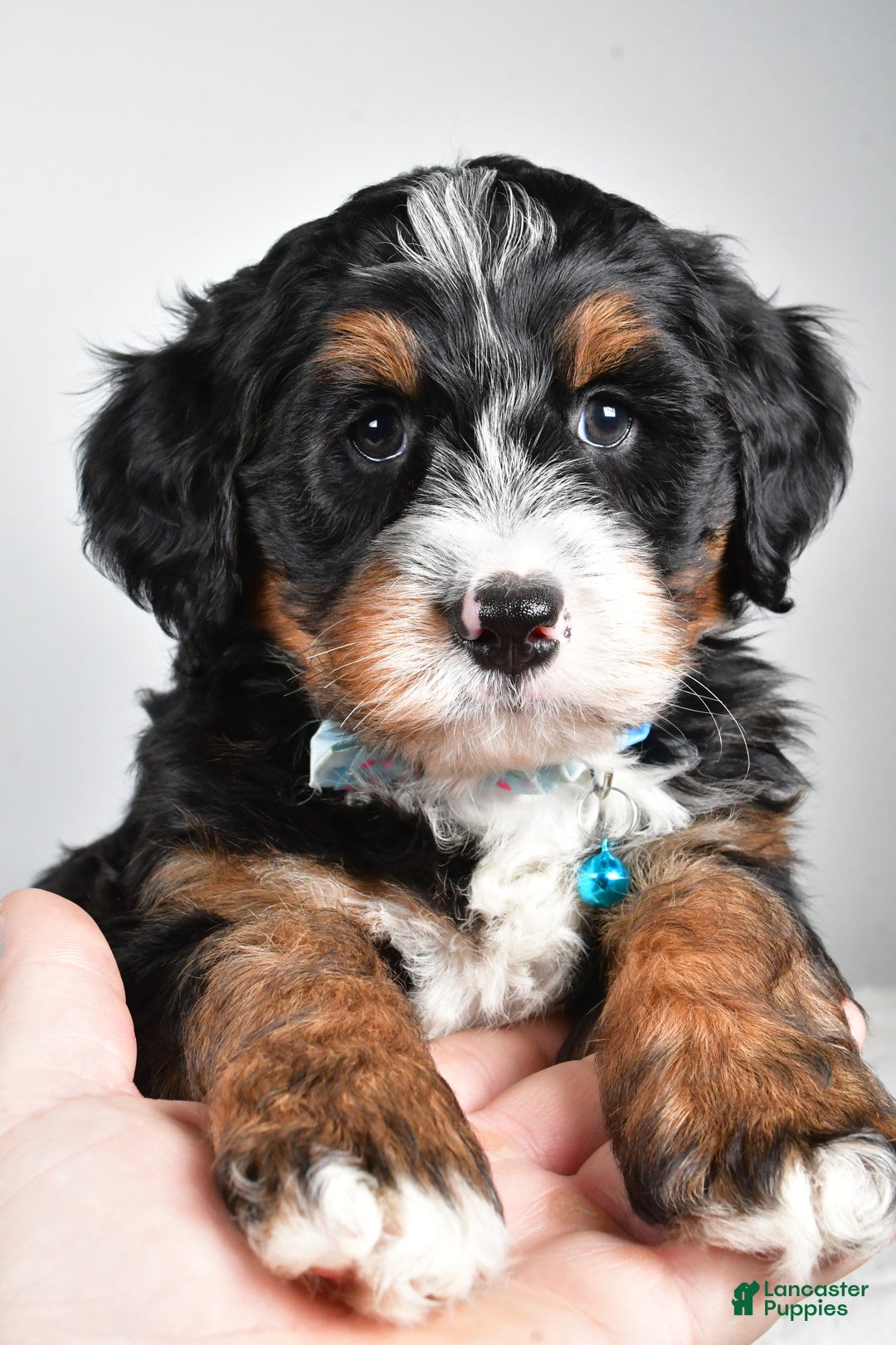 Mini Bernedoodle dogs for sale: Duke - Ad 6