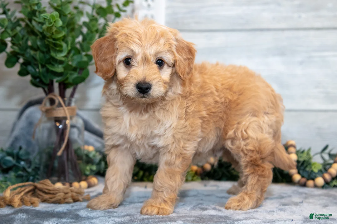 Mini Goldendoodle dogs for sale: Sterling - Ad 2