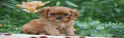Cavalier King Charles Spaniel dogs for sale: Taylor - Ad 4