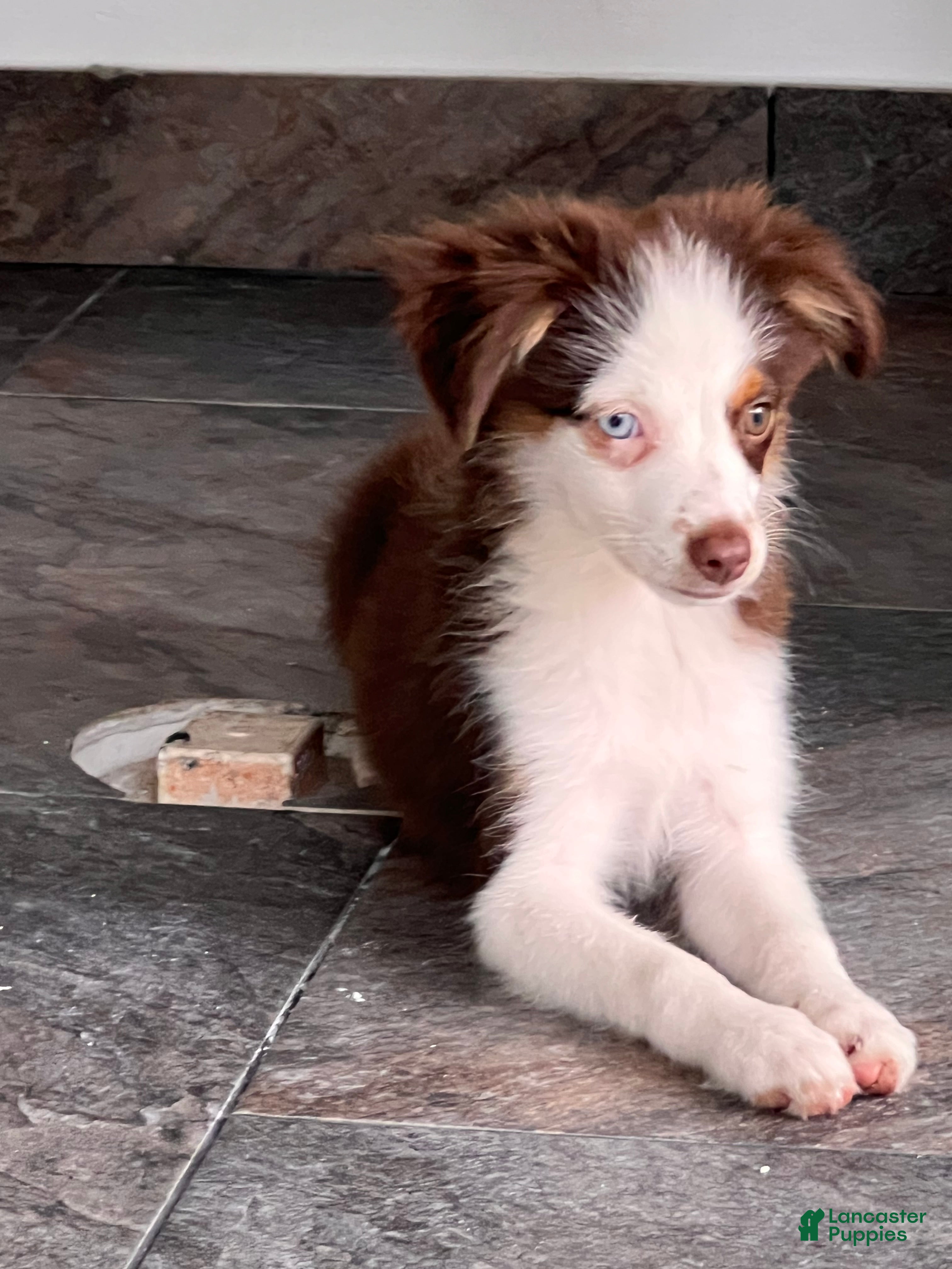 Miniature Australian Shepherd dogs Miniature Australian Shepherd 1 - Ad 2