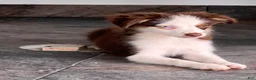 Miniature Australian Shepherd dogs for sale: Miniature Australian Shepherd 1 - Ad 2