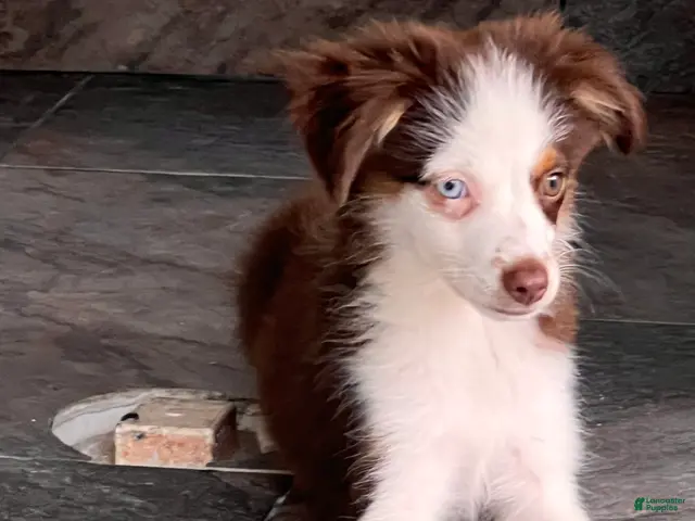 Miniature Australian Shepherd dogs Miniature Australian Shepherd 1 - Ad 2