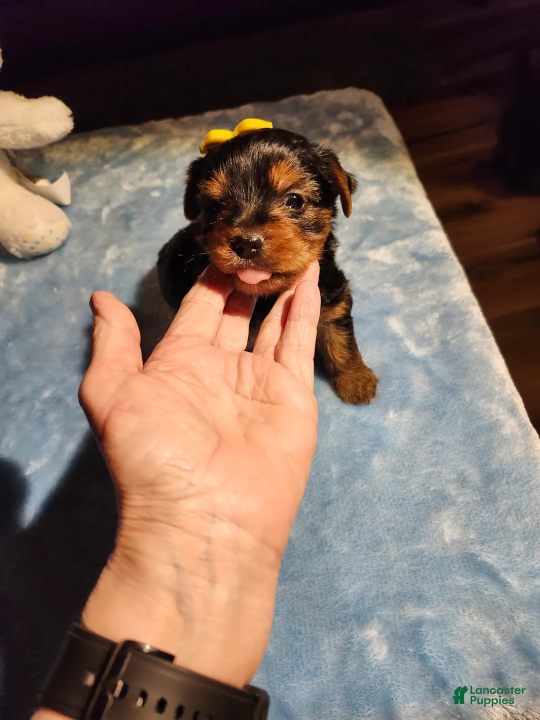 Yorkshire Terrier dogs for sale: Yorkshire Terrier Puppy 1 - Ad 9
