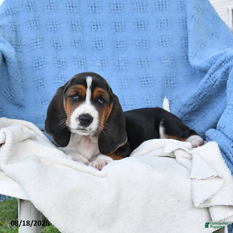 Basset Hound dogs Crystal - Ad 2