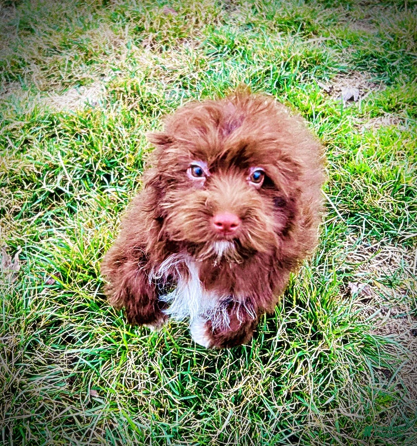 Havapoo dogs Sassy - Ad 2