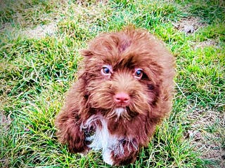 Havapoo dogs Sassy - Ad 8