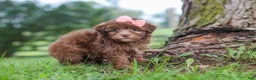 Havanese dogs for sale: Winnie - Ad 4
