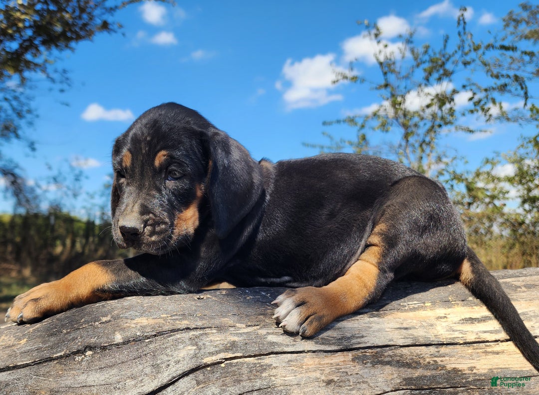 Mixed Breed dogs for sale: Fall 2025 Bloodahoula Male 3 - Ad 2