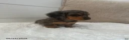Miniature Dachshund dogs for sale: Sprout - Ad 3