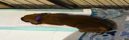 Boxer dogs for sale: Anna - Ad 2