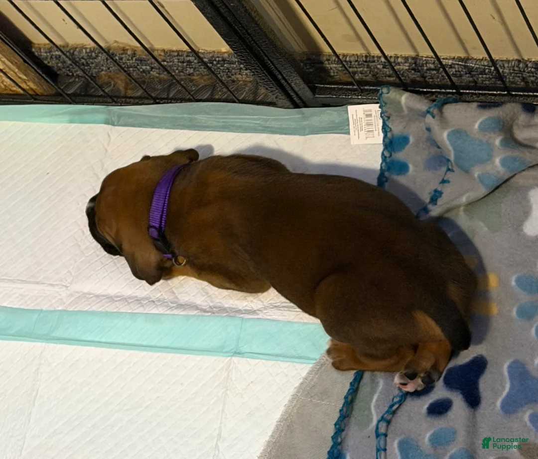 Boxer dogs for sale: Anna - Ad 2