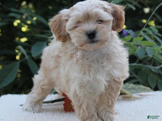 Shihpoo dogs - Ad 42