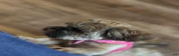 Shih Tzu dogs for sale: Shih Tzu Puppy 3 - Ad 10