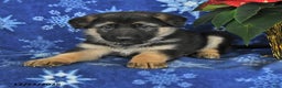 German Shepherd dogs for sale: Nick  - Ad 3