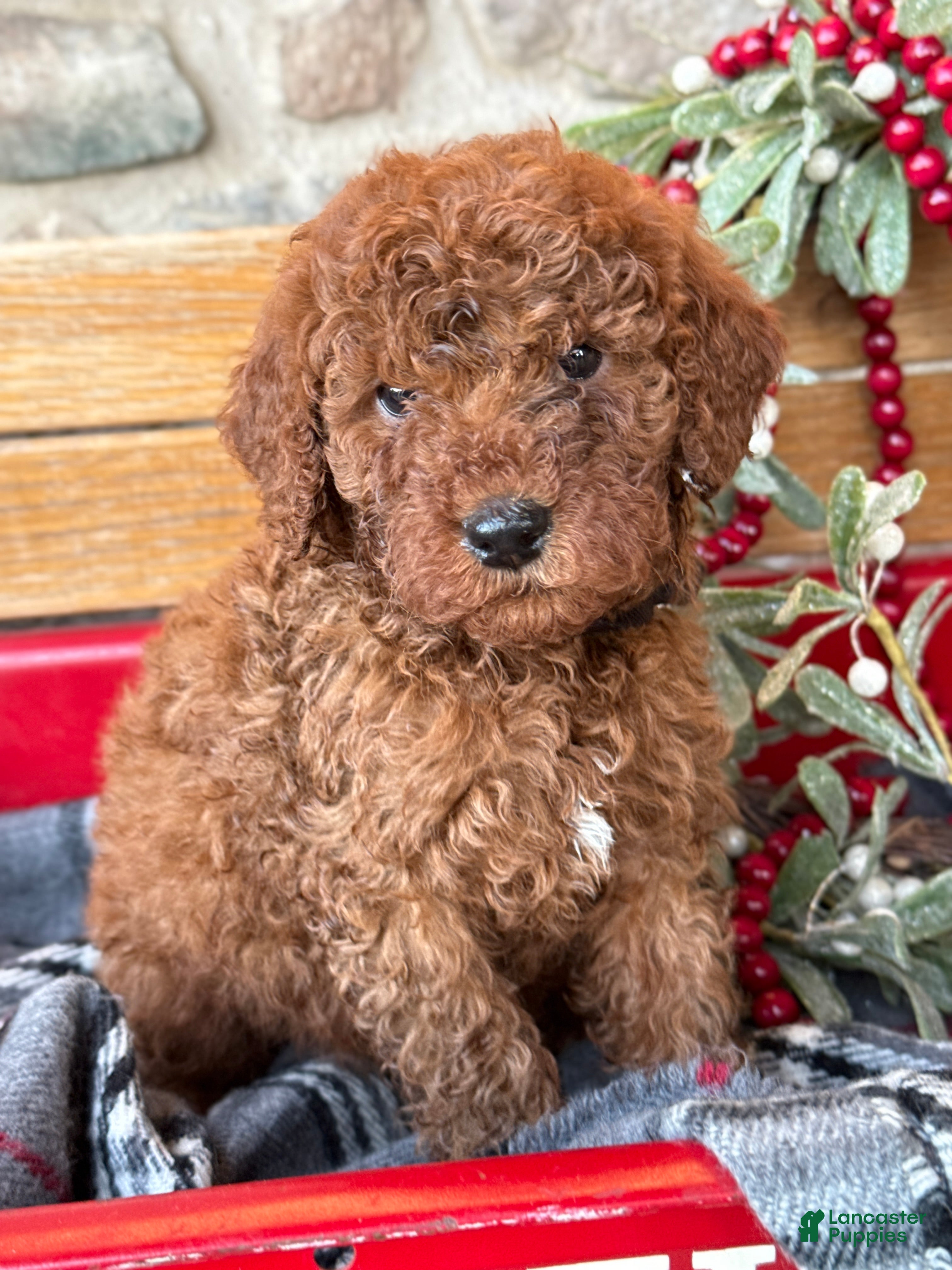 Mini Goldendoodle dogs Isabella - Ad 20