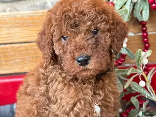 Mini Goldendoodle dogs Isabella - Ad 33