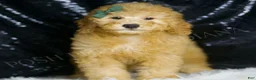 Mini Goldendoodle dogs for sale: Butters - Ad 4