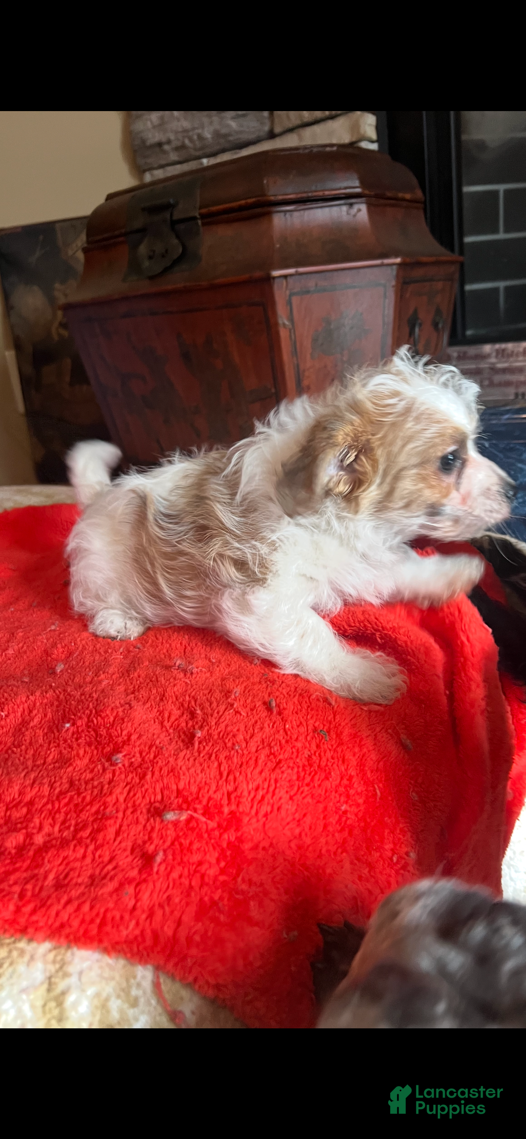 Pomapoo dogs for sale: Toto  - Ad 2