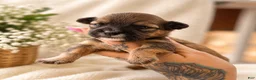 Yorkshire Terrier dogs for sale: Teacup Yorkshire Terrier 4 - Ad 5