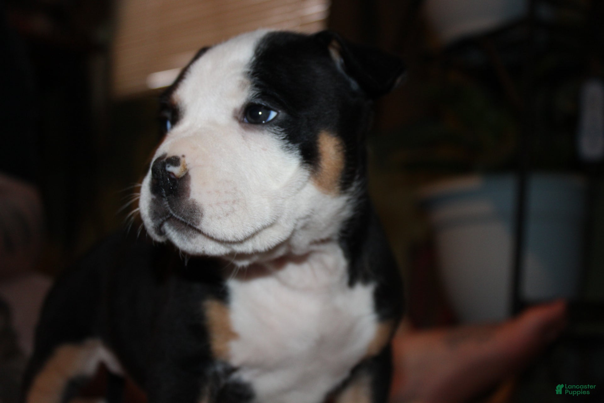 American Bully dogs Oreo - Ad 2