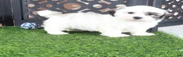 Teddy Bear dogs for sale: Captain Jack Daring Male Teddy Bear Puppy - Ad 1